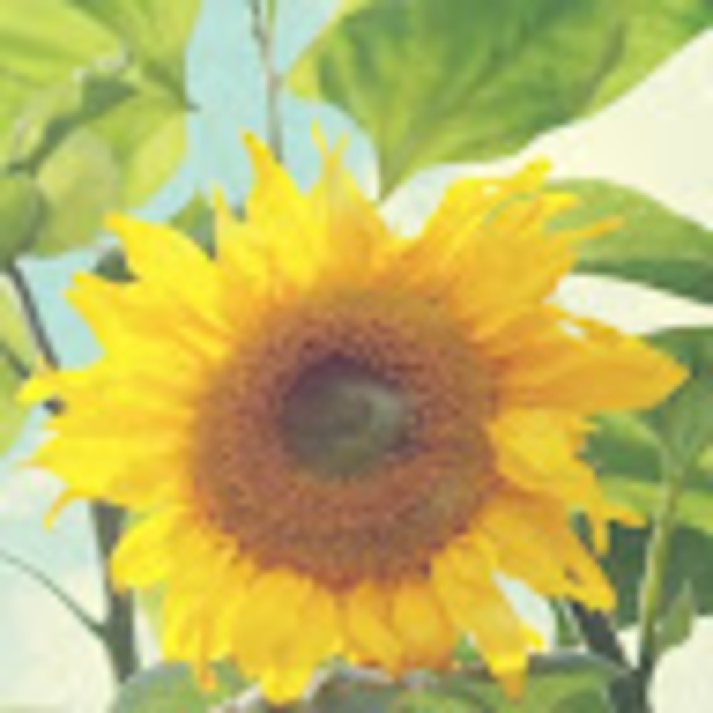 Meet your Posher, Quyen